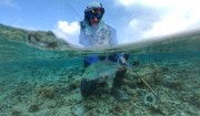 Bluefin trevally under water fly fishing Maldives